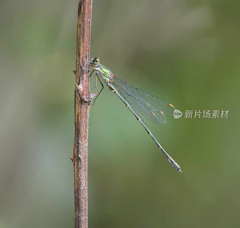 翠绿豆娘(Chalcolestes viridis)